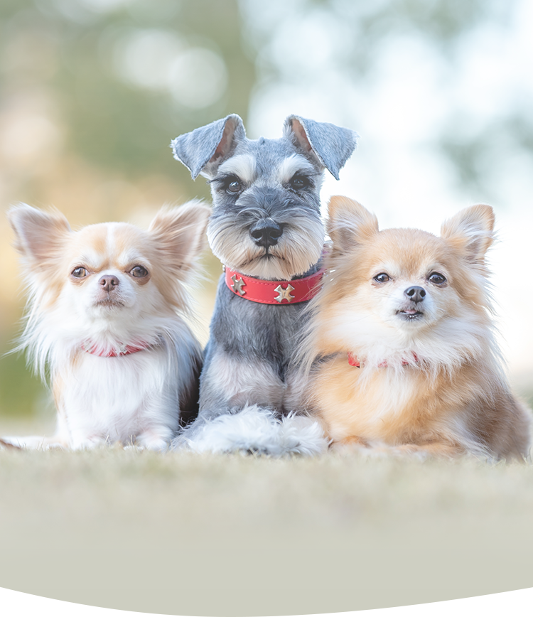 多頭飼いのお客様にも対応するペットシッターサービス