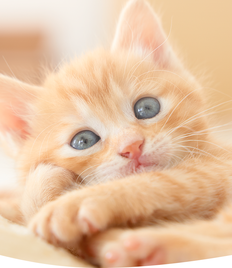 猫のお世話サービスもペットシッターbesmileで